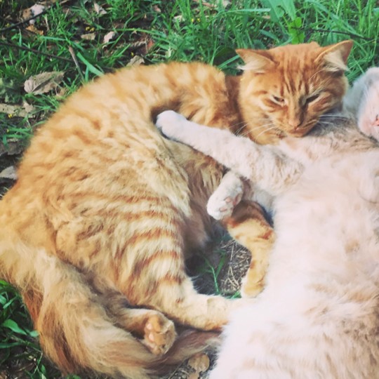 Mufasa cat lost 18 january